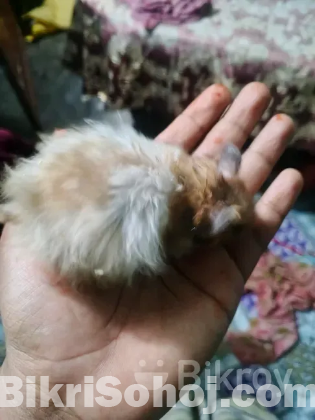 হ্যামস্টার